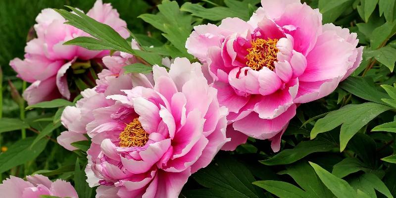 Top hoa nước Nga - Hoa peony