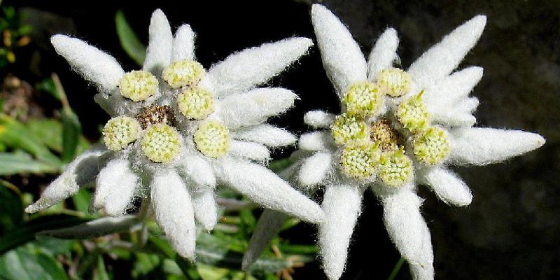 Các loài hoa đẹp Thuỵ Sĩ - Hoa Edelweiss