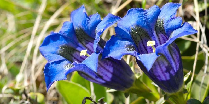 Các loài hoa đẹp Thuỵ Sĩ - Hoa Gentian