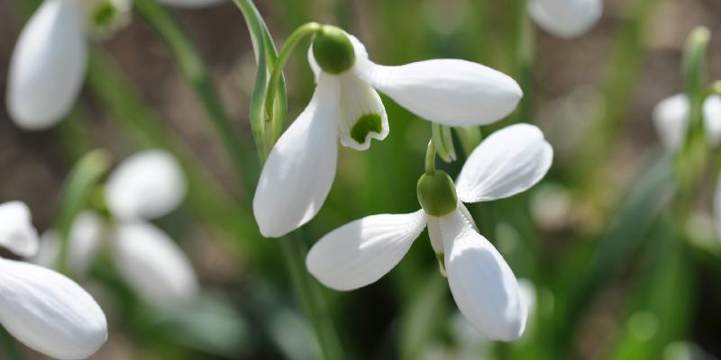 Các loài hoa đẹp Thuỵ Sĩ - Hoa Snowdrop