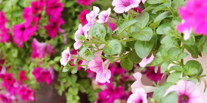 Hoa Dạ Yến Thảo (Petunia)