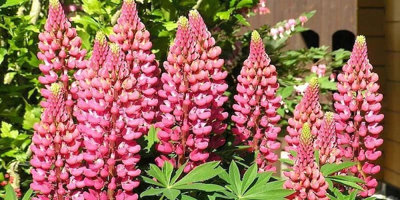 Đặc điểm của loài hoa Lupin