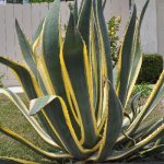 hoa Agave Americana