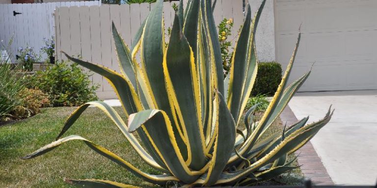 hoa Agave Americana