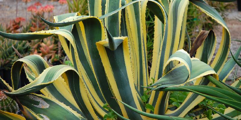 Đặc điểm của loài hoa Agave Americana