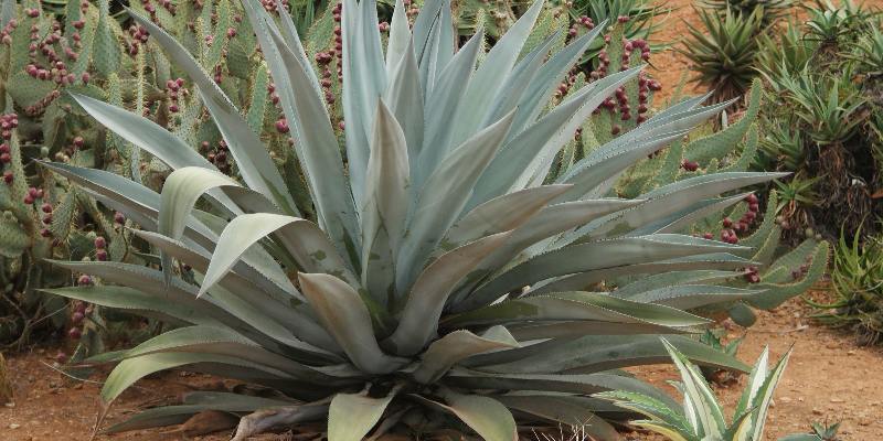 Giới thiệu hoa Agave Americana