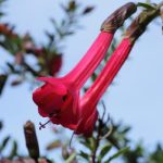 Hoa Cantua buxifolia