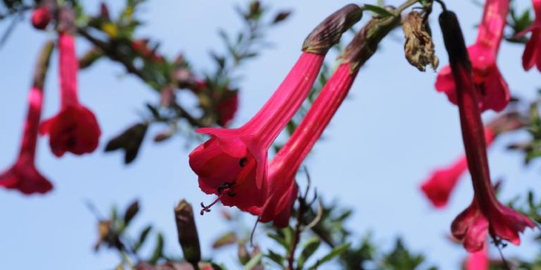 Hoa Cantua buxifolia