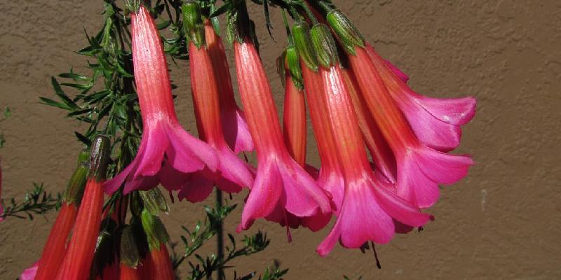 Đặc điểm về loài hoa Cantua buxifolia