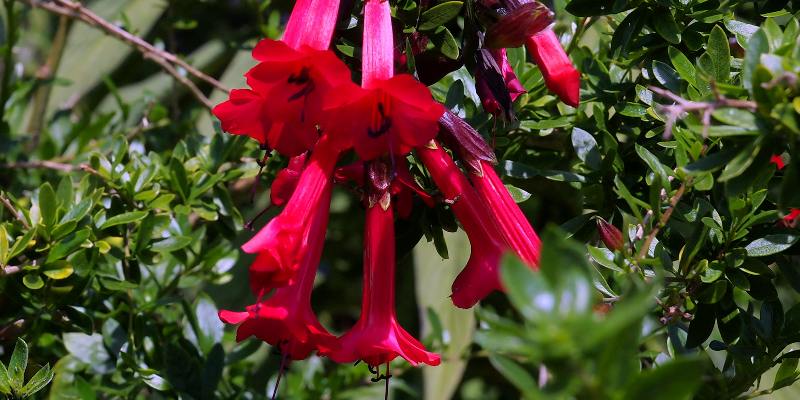 Tổng quan về hoa Cantua buxifolia