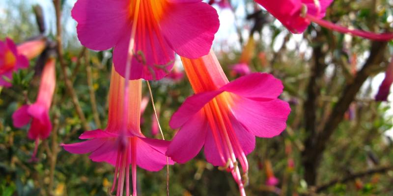 Ý nghĩa của loài hoa Cantua buxifolia