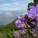 hoa Neelakurinji