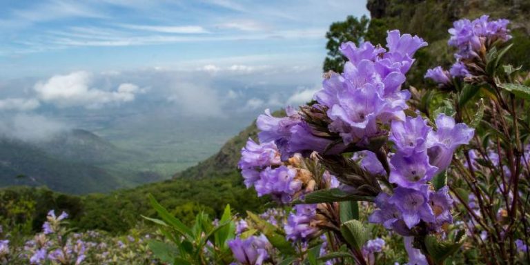 hoa Neelakurinji