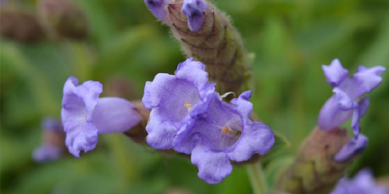 Một số đặc điểm của loài hoa Neelakurinji