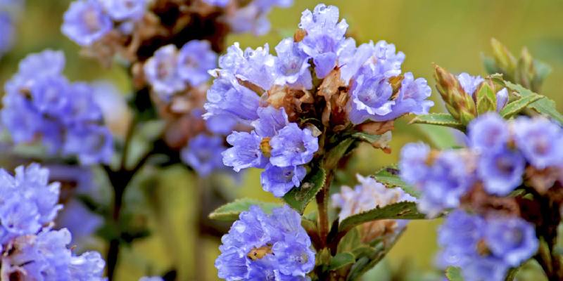 Giới thiệu về hoa Neelakurinji