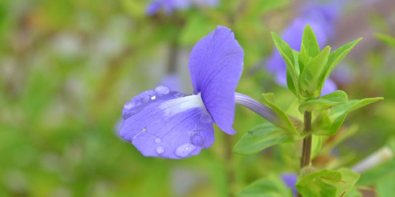 Tính ứng dụng của hoa Neelakurinji trong thực tế