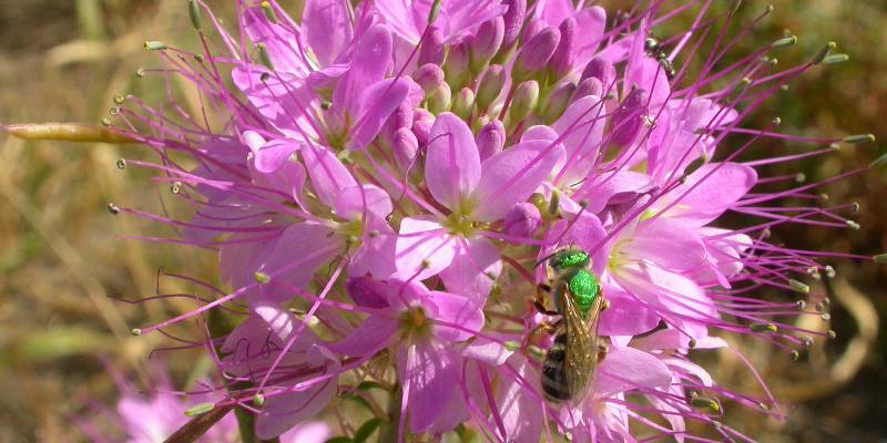 Giới thiệu hoa Rocky Mountain Bee