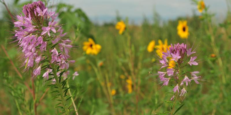 Sự phân bổ của hoa Rocky Mountain Bee