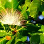 Hoa Sea Poison Tree