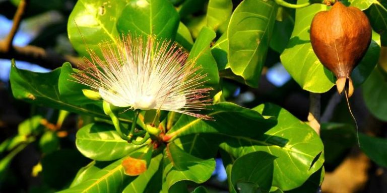 Hoa Sea Poison Tree