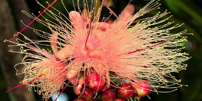 Đặc điểm hoa Sea Poison Tree