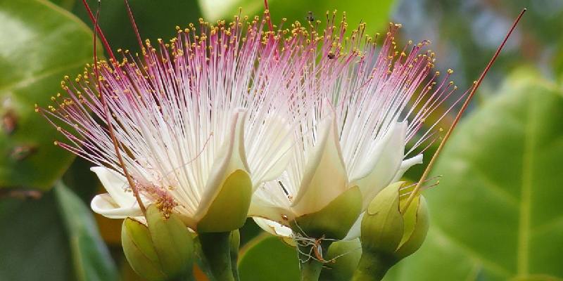 Giới thiệu hoa Sea Poison Tree