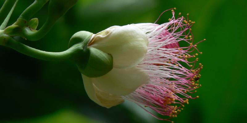 Ý nghĩa loài hoa Sea Poison Tree