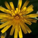 hoa Snowdonia Hawkweed