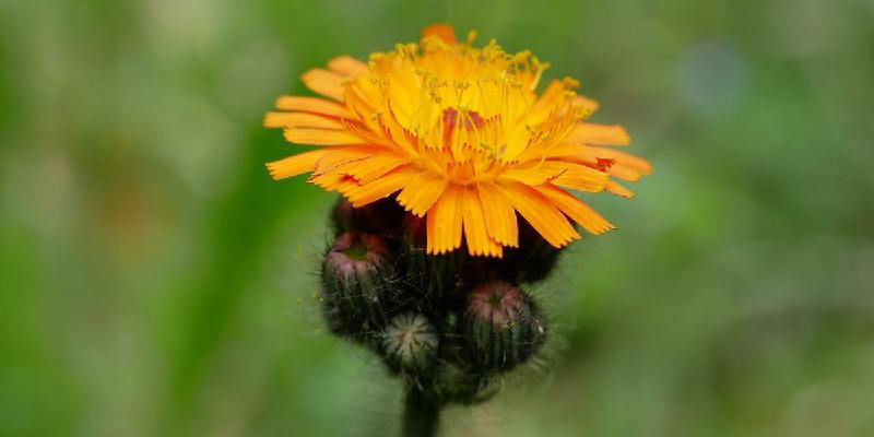 Đặc điểm của hoa Snowdonia Hawkweed