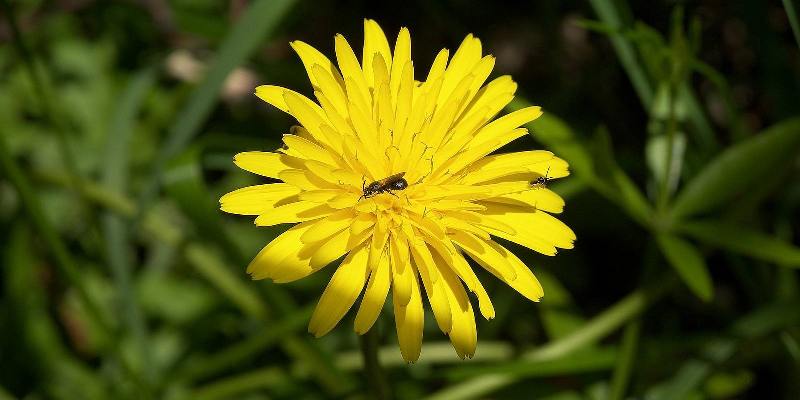 Giới thiệu về loài hoa Snowdonia Hawkweed