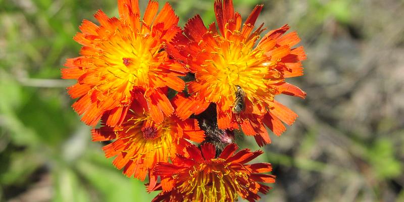 Ý nghĩa của loài hoa Snowdonia Hawkweed