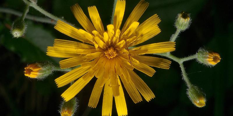 hoa Snowdonia Hawkweed