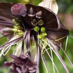 hoa Tacca integrifolia