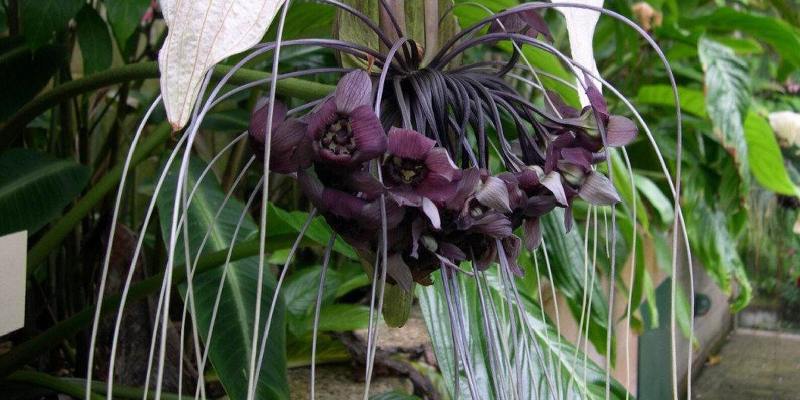 Đặc điểm về loài hoa Tacca integrifolia