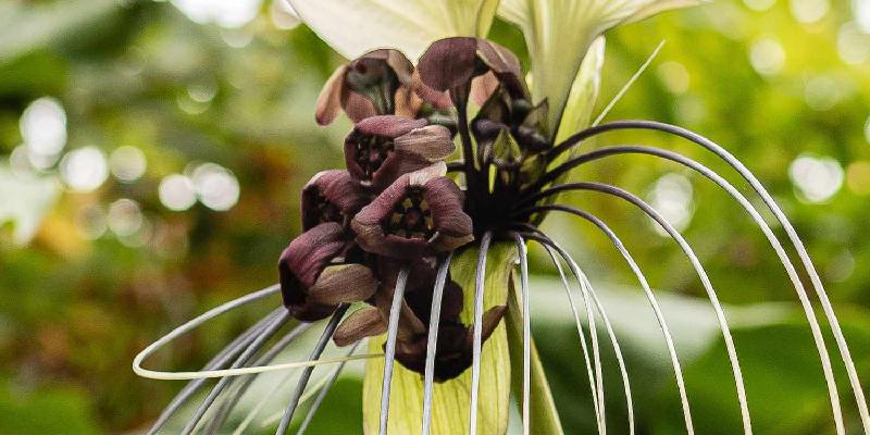 Ý nghĩa của loài hoa Tacca integrifolia