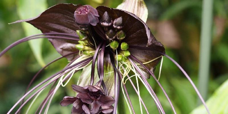 hoa Tacca integrifolia