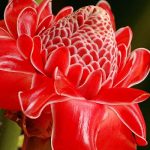 hoa Torch Ginger