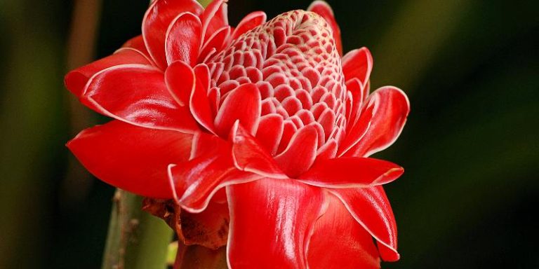 hoa Torch Ginger