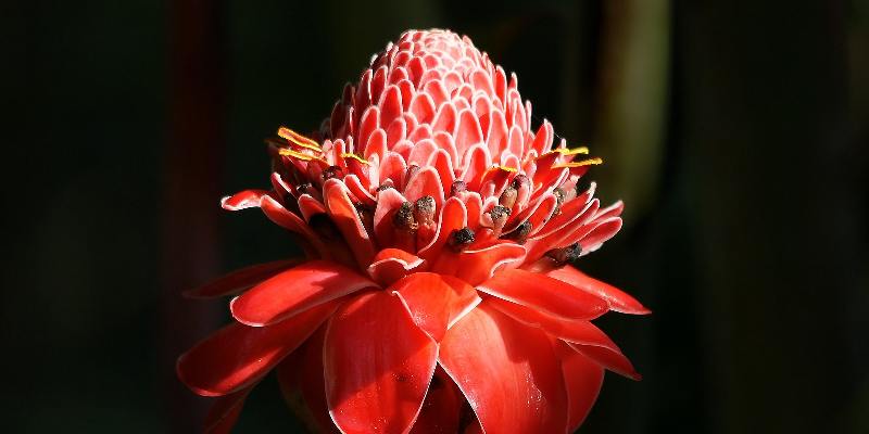 Đặc điểm chung về loài hoa Torch Ginger