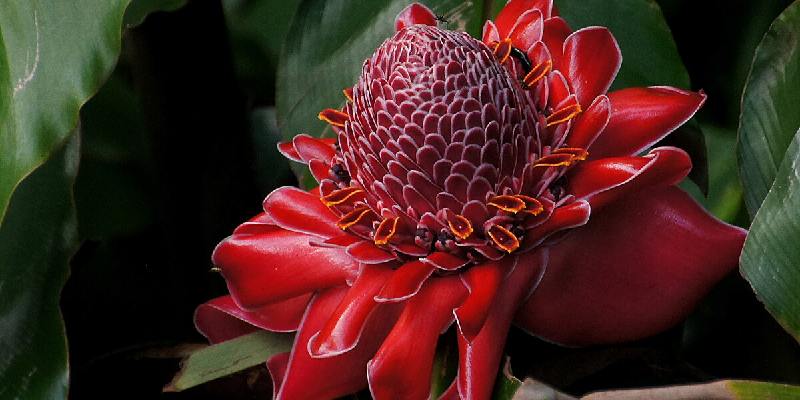 Giới thiệu hoa Torch Ginger