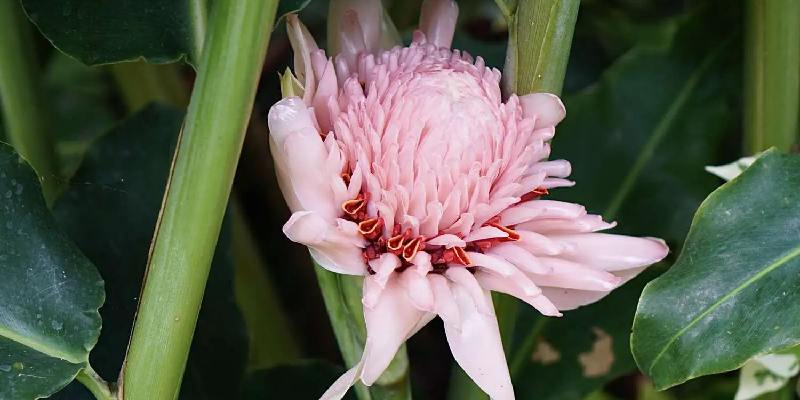 Tác dụng của hoa Torch Ginger