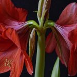 Hoa Amaryllis