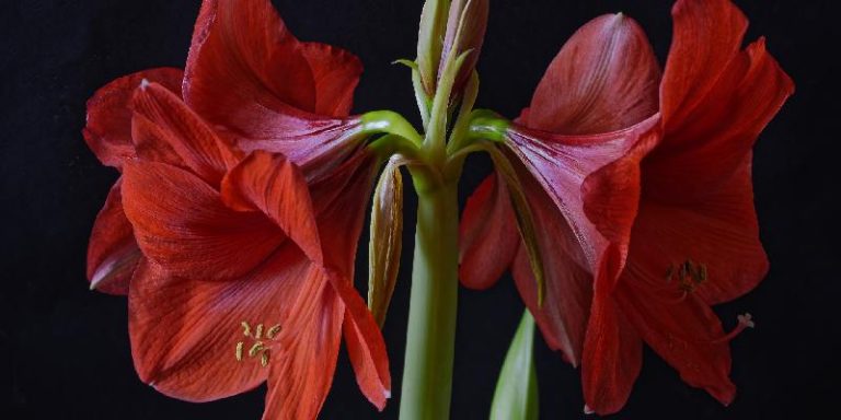 Hoa Amaryllis