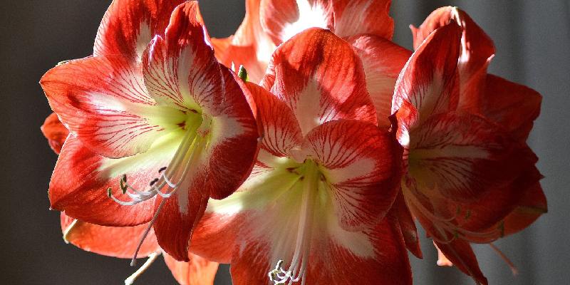 Giới thiệu đôi nét về Hoa Amaryllis