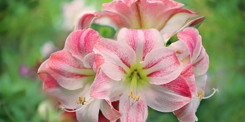 Nguồn gốc tên gọi Hoa Amaryllis