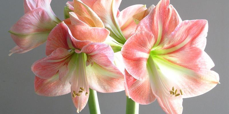 Ý nghĩa hoa Amaryllis