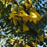 Hoa Kowhai