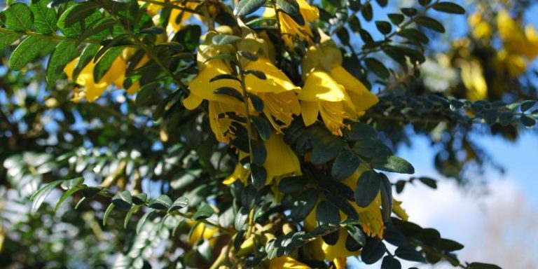 Hoa Kowhai