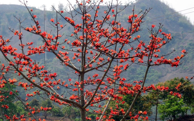 Mộc miên - loài hoa mang vẻ đẹp kiêu sa và là biểu tượng của vùng Tây Bắc