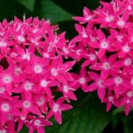 hoa Pentas